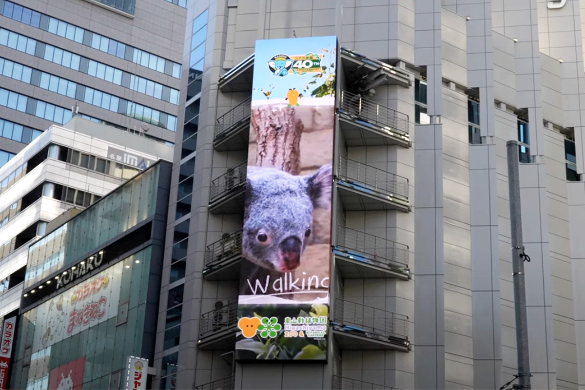 東山動植物園の人気もの「コアラ」